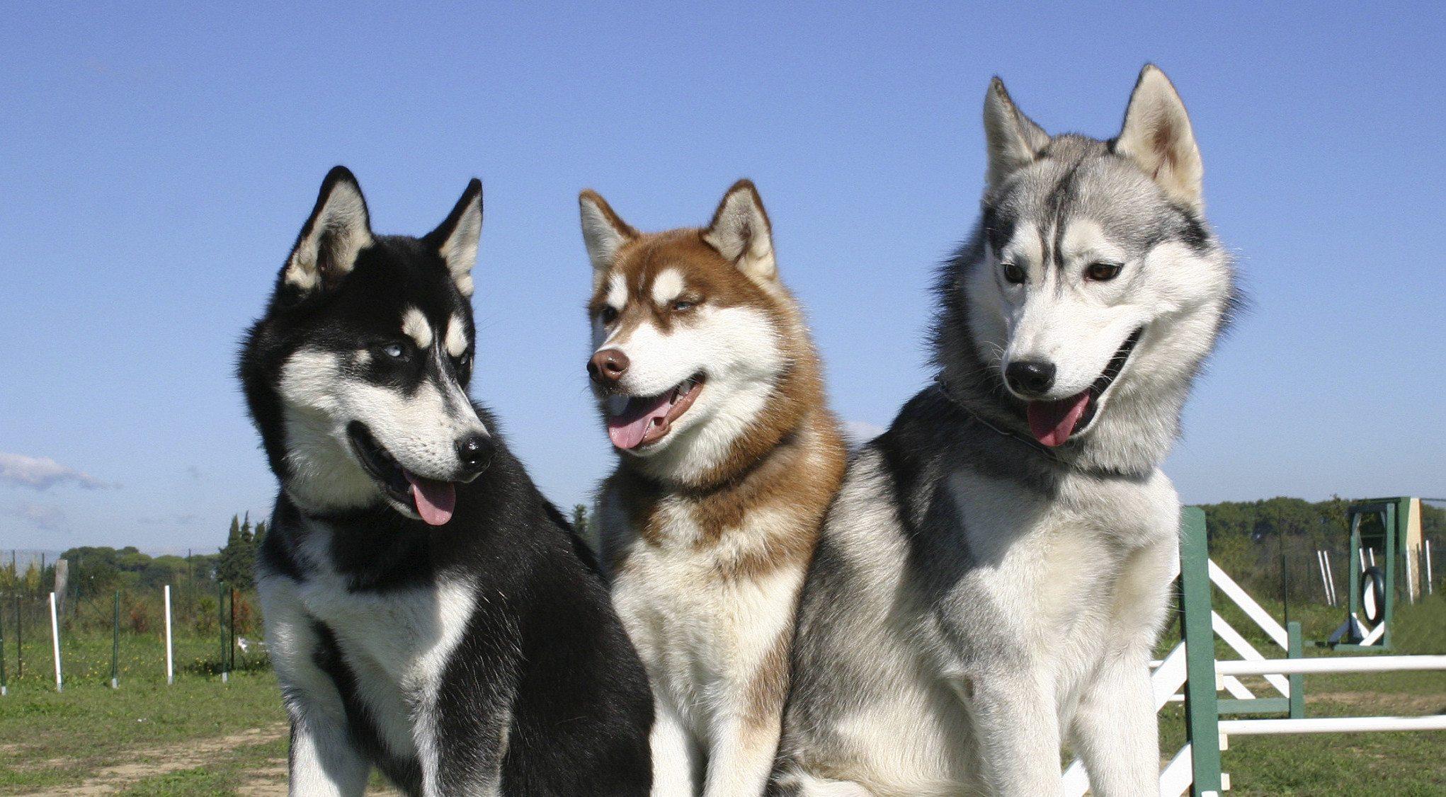 Chó đẹp nhất thế giới - Chó husky