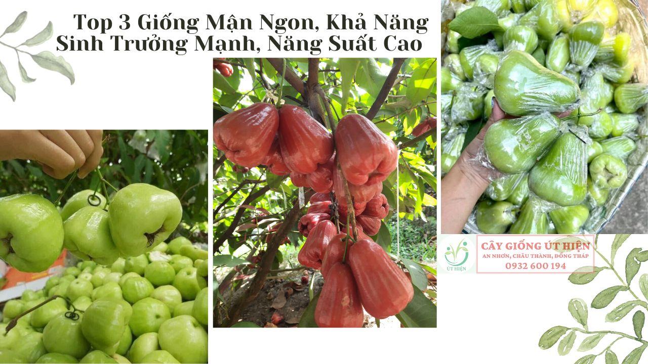 Top 3 Giống Mận Ngon, Khả Năng Sinh Trưởng Mạnh, Năng Suất Cao